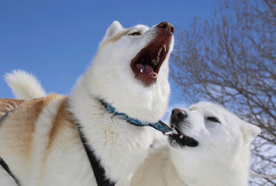 Chiens de Traineau